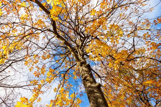 tree with yellow autumn leaves, view from below against blue sky