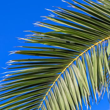 Palm leaf on blue sky background in summertime. Summer holiday and tropical nature concept.