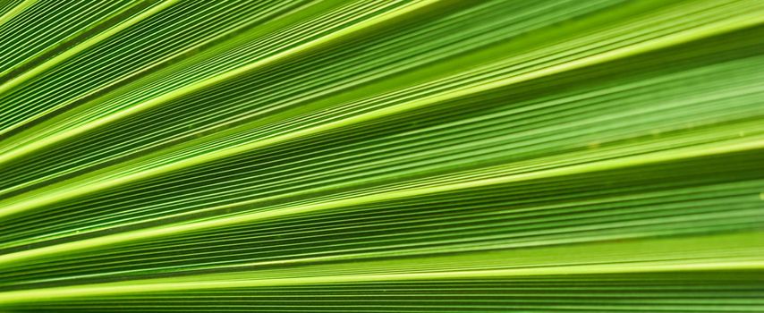 Palm leaf texture for background. Summer holiday and tropical nature concept.