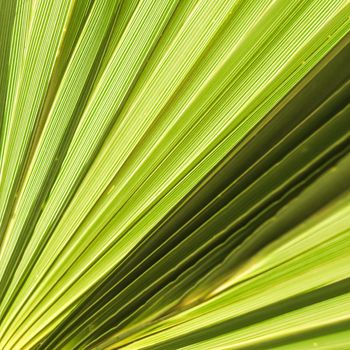 Palm leaf texture for background. Summer holiday and tropical nature concept.