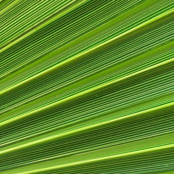 Palm leaf texture for background. Summer holiday and tropical nature concept.