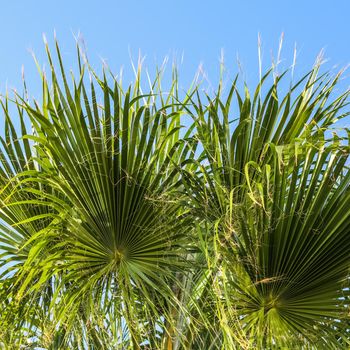 Palm leaves on blue sky background in summertime. Summer holiday and tropical nature concept.