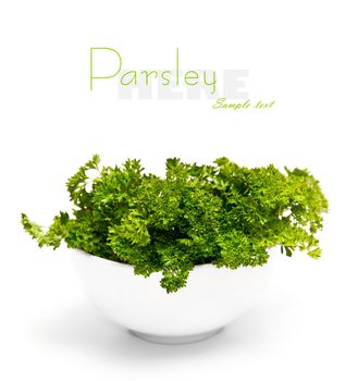 Fresh leaf of parsley on white background