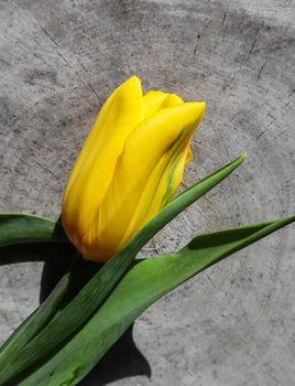 Beautiful yellow tulip on the rough surface of an old stump