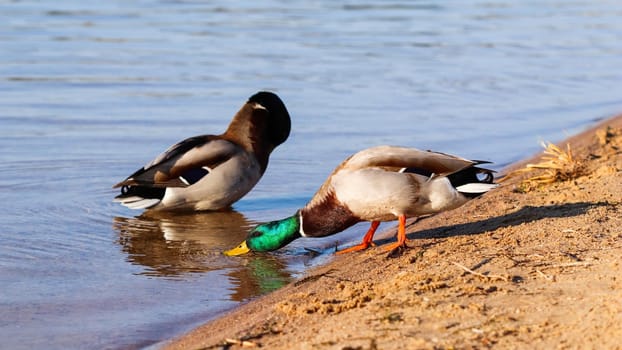 Two Drake, Mallard ducks (Anas platyrhynchos) on the bank of the lake
