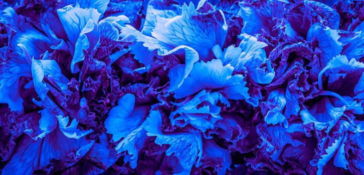 Abstract floral background, blue carnation flower petals. Macro flowers backdrop for holiday brand design.