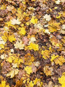 Fallen yellow leaves in the park in autumn. Nature background