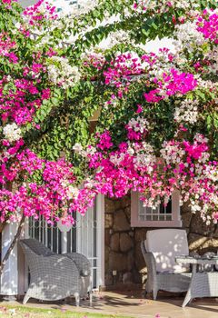 Beautiful pink and white begonville flowers on traditional summer house in Bodrum Turkey. Mediterranean plants in the garden