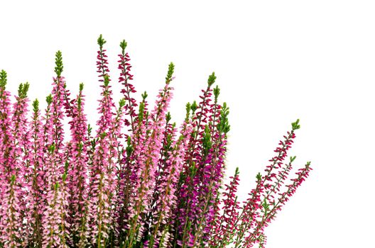 Blooming pink heather bush in pot. Studio Photo