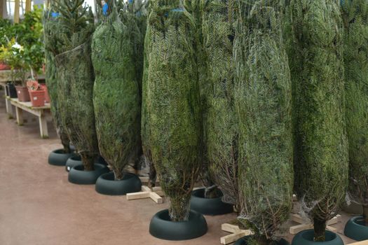 Christmas trees wrapped in a net for sale at a market