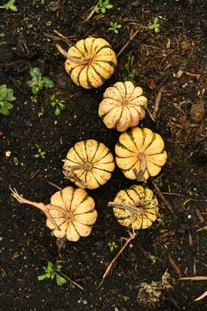 Small pumpkins in a garden Fall Season