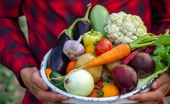 a man holds a bowl of fresh vegetables from the farm in his hands. Nature. Selective focus