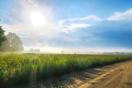 Gravel road on a sunny summer day leading happiness. Relaxing walk along the path. Near the village and summer vacation.