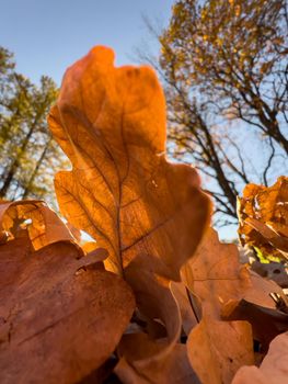The orange leaf lies on green grass, close view, autumn is in full swing, black tree trunks, sun rays. High quality photo