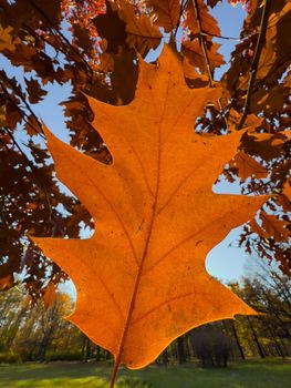 The close-up view of an orange leaf heading in the wind, the leaf is shining through the sun, autumn is in full swing. High quality photo