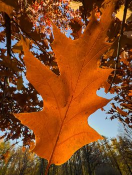 The close-up view of an orange leaf heading in the wind, the leaf is shining through the sun, autumn is in full swing. High quality photo