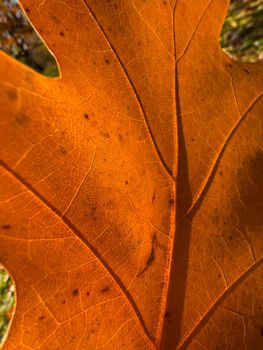 The macro view of a red leaf, the leaf is shining through the sun, autumn is in full swing. High quality photo