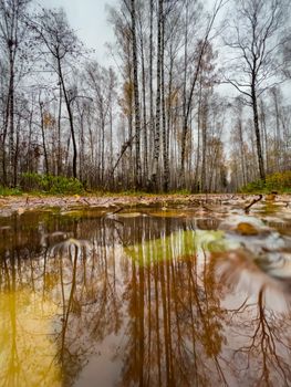 The pool in the autumn park, yellow leaves on trees and on the ground, naked trees, walking people, rainy weather. High quality photo