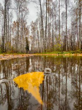 The pool in the autumn park, yellow leaves on trees and on the ground, naked trees, walking people, rainy weather. High quality photo