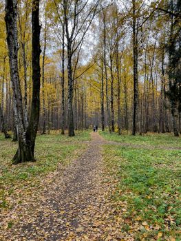 The path in the autumn park, yellow leaves on trees and on the ground, long shadows of trees, walking people, sunbeams of the sun,. High quality photo
