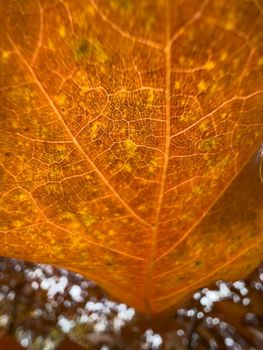 The macro view of a red leaf, the leaf is shining through the sun, autumn is in full swing. High quality photo