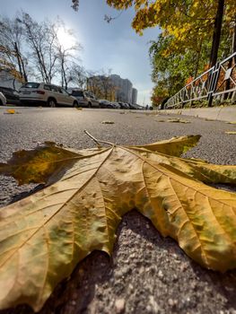 The yellow leaf lies on green grass, close view, autumn is in full swing, black tree trunks, sun rays. High quality photo