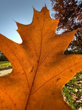 The close-up view of an orange leaf heading in the wind, the leaf is shining through the sun, autumn is in full swing. High quality photo