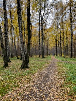 The path in the autumn park, yellow leaves on trees and on the ground, long shadows of trees, walking people, sunbeams of the sun,. High quality photo