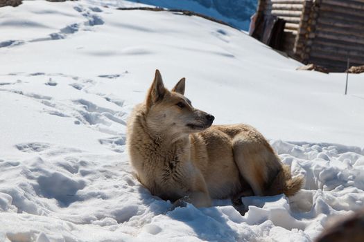 High quality photo about dog in the snow in the mountains, dogs resting in the sun on the mountainside