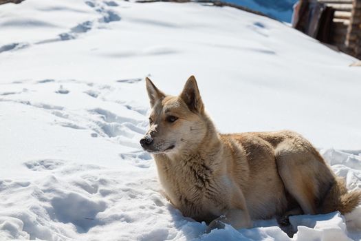 High quality photo about dog in the snow in the mountains, dogs resting in the sun on the mountainside
