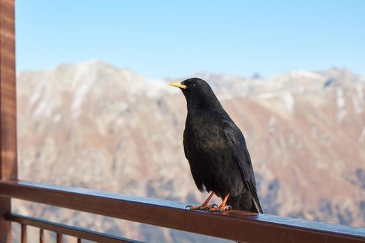 High quality photo about raven sitting on the railing, crow in the mountains, bird, blurred background, close-up