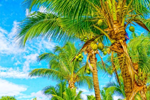 Coconut trees against the blue sky and white clouds. On the tropical coast of a secluded island.