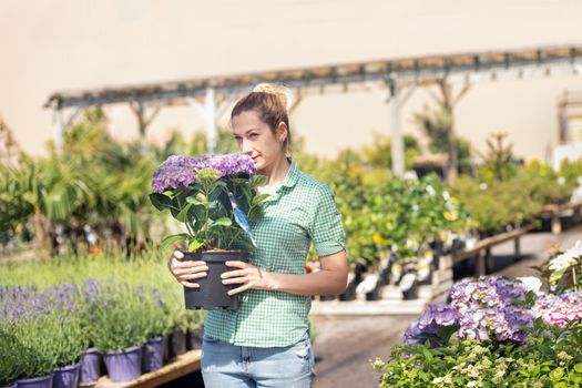 Girl holds purple hydrangea in a pot at a flower shop