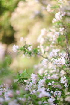 Closeup white blossom. Concept of spring inspirations and blooming tree.