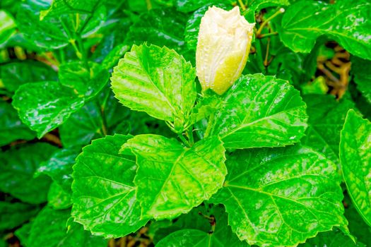 A large tropical flower in the early morning with dew drops. Surrounded by dense green vegetation.