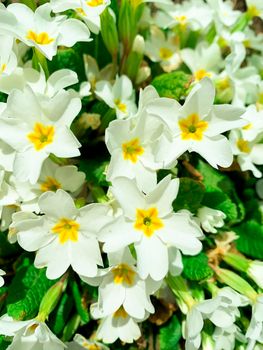 White floral background from Primula. Studio Photo.