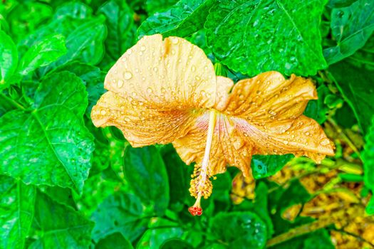 A large tropical flower in the early morning with dew drops. Surrounded by dense green vegetation.