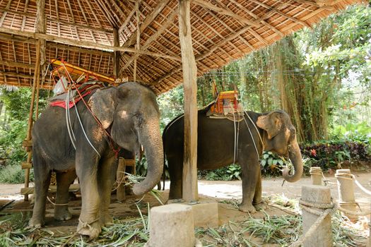 Huge elephants with rider saddle in Thailand. Concept of exotic animals and tourism.