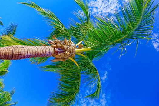 Luxurious coconut palm against the sky, on one of the islands of the Caribbean archipelago. Bottom view.