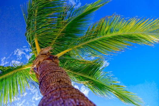 Luxurious coconut palm against the sky, on one of the islands of the Caribbean archipelago. Bottom view.