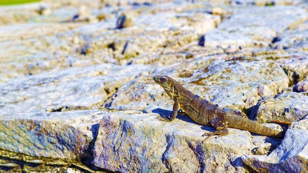 A beautiful lizard basks on the rocks in the park.
