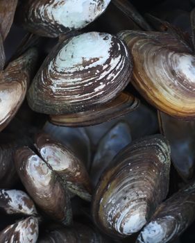 Mussels in an old pan on a wooden table outdoors