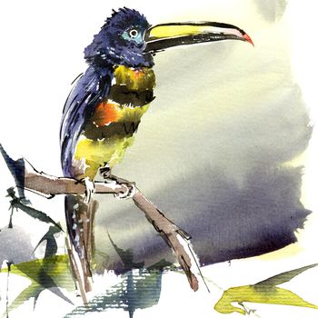 Watercolor illustration of exotic bird - tucan or curly arasari perched on a tree trunk.