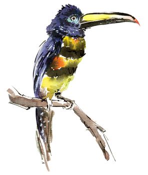 Watercolor illustration of exotic bird - tucan or curly arasari perched on a tree trunk. Isolated sketch of animal on white background.