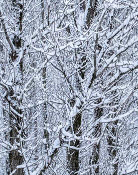 Snowing landscape, winter holiday concept - Fairytale fluffy snow-covered trees branches, nature scenery with white snow and cold weather. Snowfall in winter park