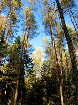 Golden birch in sunny day in the autumn forest