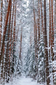 Beautiful winter forest with snowy trees and white road. A lot of thin twigs covered with snow