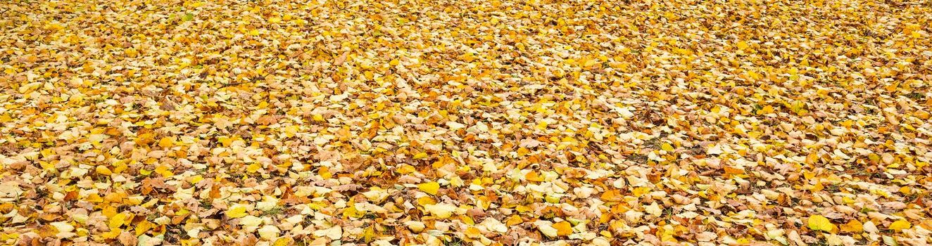 Fallen yellow leaves in the park in autumn. Nature background