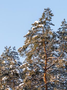 Pine forest covered with fresh snow during winter Christmas on a sunny frosty day.