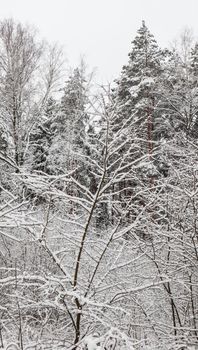 Many thin twigs covered with white snow. Beautiful winter snowy forest